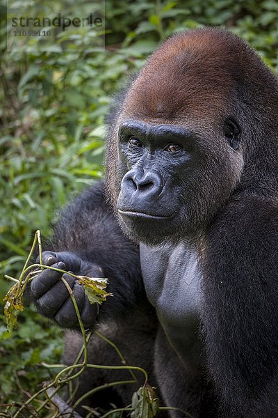 Westlicher Flachlandgorilla (Gorilla gorilla gorilla)  Männchen beim Fressen  captive  Primate Sanctuary  Limbé  Region Süd-West  Kamerun  Afrika