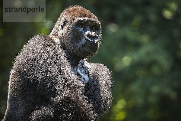 Westlicher Flachlandgorilla (Gorilla gorilla gorilla)  Männchen  captive  Primate Sanctuary  Limbé  Region Süd-West  Kamerun  Afrika