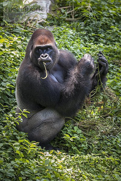 Westlicher Flachlandgorilla (Gorilla gorilla gorilla)  Männchen beim Fressen  captive  Primate Sanctuary  Limbé  Region Süd-West  Kamerun  Afrika