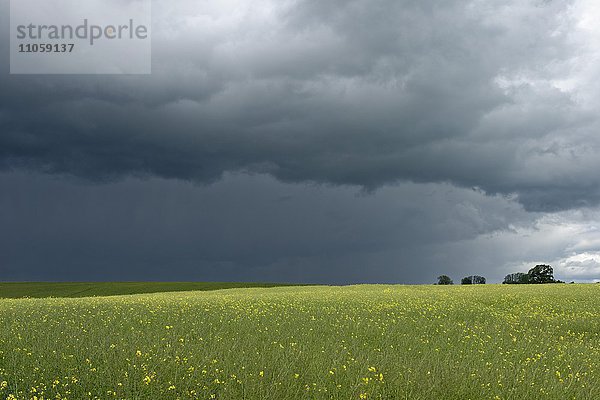 Dunkle Wolken  Regenwolken über blühendem Rapsfeld  Meesiger  Mecklenburgische Seenplatte  Mecklenburg-Vorpommern  Deutschland  Europa