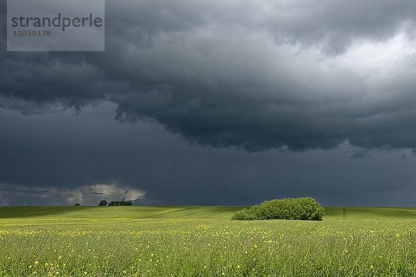 Dunkle Wolken über Rapsfeld  Meesiger  Demmin-Land  Mecklenburgische Seenplatte  Mecklenburg-Vorpommern  Deutschland  Europa