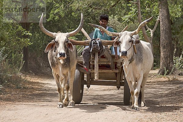 Zeburinder  Zebu-Rinder  Zebu oder Buckelrinder (Bos primigenius indicus) mit Gespann auf der Straße  Rajasthan  Indien  Asien