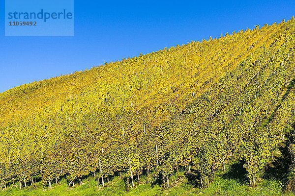 Gelber Weinberg im Herbst am Main  Ochsenfurt  Bayern  Deutschland  Europa