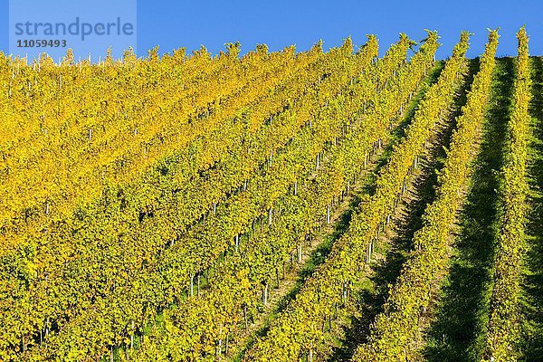 Gelber Weinberg im Herbst am Main  Ochsenfurt  Bayern  Deutschland  Europa