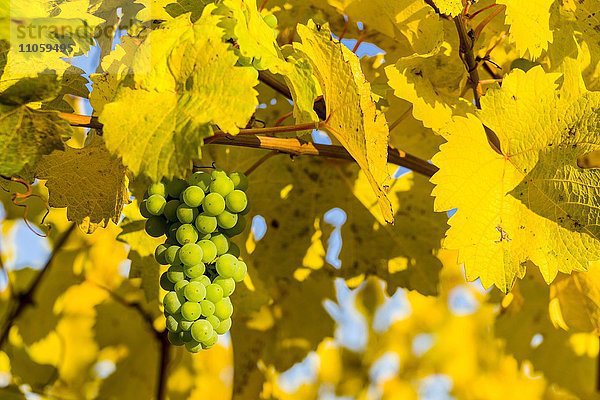 Weißweintrauben mit gelben Weinblätter im Herbst  bei Ochsenfurt  Bayern  Deutschland  Europa