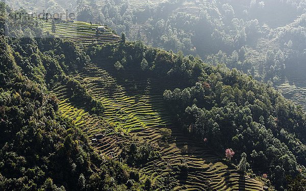 Terrassenlandschaft mit grünen Wiesen und Bäumen  Panggom  Solo Khumbu  Nepal  Asien