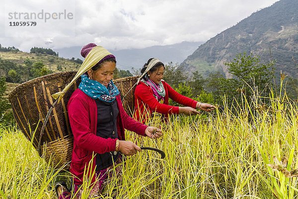 Frauen mit Körben auf dem Rücken ernten Hirse mit der Hand  Jubhing  Solo Khumbu  Nepal  Asien