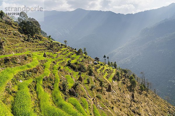 Kleines Bauernhaus an einem Berghang  umgeben von grünen Terrassenfeldern und Bäumen  Kinja  Solo Khumbu  Nepal  Asien