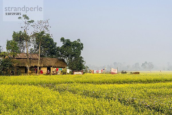 Ein Bauernhaus steht mitten in einem gelben Senffeld in den Terai Ebenen  Sauraha  Chitwan  Nepal  Asien