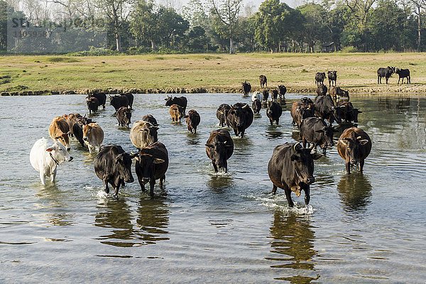 Eine Herde von Kühen überquert einen seichten Fluss  Sauraha  Chitwan  Nepal  Asien