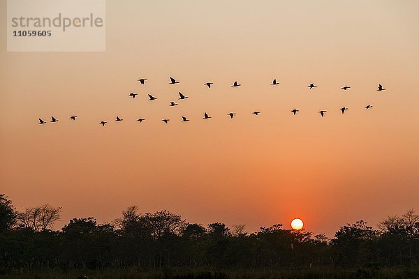 Eine Schar von Gänsen fliegt über Bäume bei Sonnenuntergang  Sauraha  Chitwan  Nepal  Asien