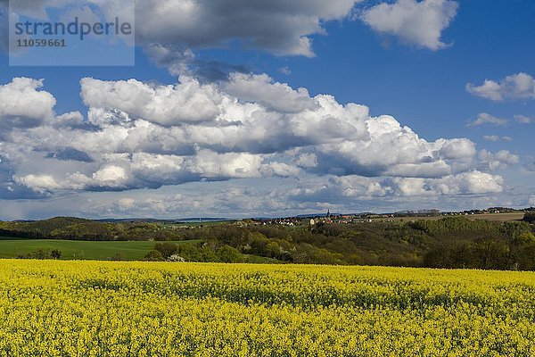 Landwirtschaftliche Landschaft mit Dorf  Rapsfeld und blauer bewölkter Himmel  Burkhardswalde  Sachsen  Deutschland  Europa