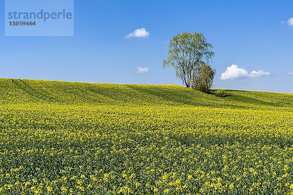 Landwirtschaftliche Landschaft mit Rapsfeld  Baum und blauer Himmel  Pfaffendorf  Sachsen  Deutschland  Europa