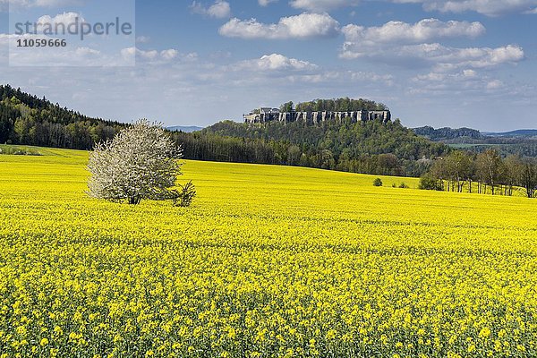 Landwirtschaftliche Landschaft  Rapsfeld  Bäume und blauer bewölkter Himmel  dahinter Festung Königstein  Königstein  Sachsen  Deutschland  Europa