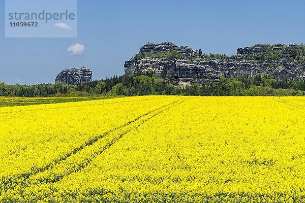 Landwirtschaftliche Landschaft  Rapsfeld  Felsformationen  Reinhardsdorf  Sachsen  Deutschland  Europa