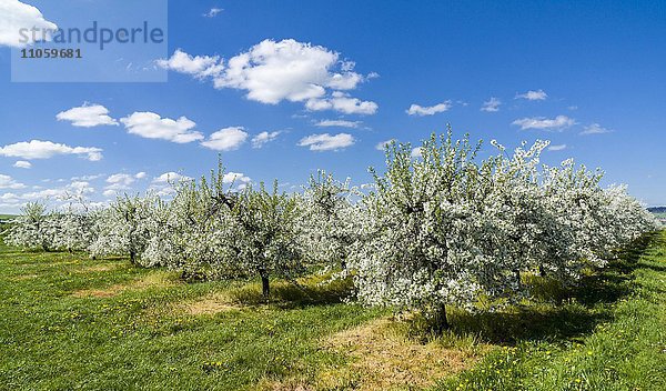 Reihen von blühenden Apfelbäumen in einer Plantage  Borthen  Sachsen  Deutschland  Europa