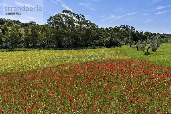 Typische Landschaft in der Toskana  Bäume  rote Mohnblumen (Papaver)  blauer  bewölkter Himmel  Massa Marittima  Toskana  Italien  Europa