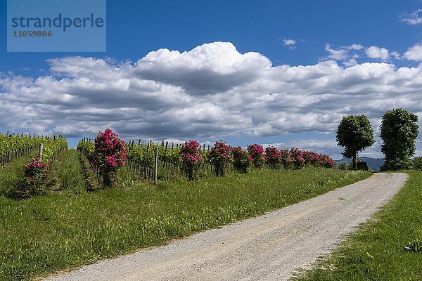 Schotterstraße  Weinberge und rote Rosen  Val d'Orcia  Toskana  Italien  Europa