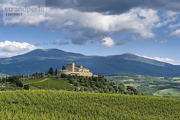 Typische Landschaft der Toskana im Val d'Orcia mit Weinbergen  Castello di Velona auf einem Hügel  Castelnuovo dell'Abate  Toskana  Italien  Europa