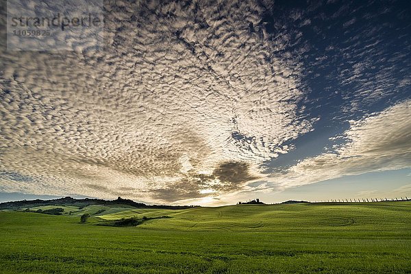 Typische grüne Landschaft in der Toskana  Bauernhof auf Hügel  Getreidefelder  Zypressen  Sonnenuntergang  Bagno Vignoni  San Quirico d'Orcia  Val d'Orcia  Toskana  Italien  Europa