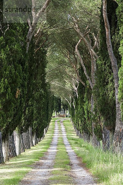 Allee mit grünen Pinien und Zypressen  San Quirico d'Orcia  Toskana  Italien  Europa