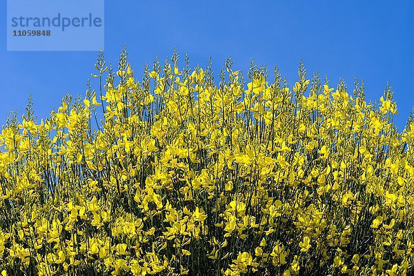 Blühender Ginster (Genista)  blauer Himmel  Val d'Orcia  Toskana  Italien  Europa