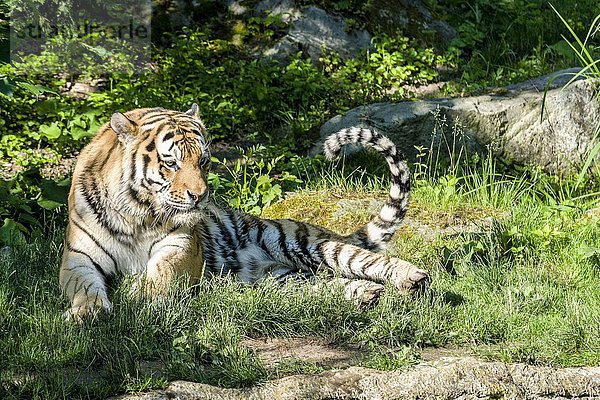 Amur-Tiger (Panthera tigris altaica)  liegend  captive  Leipzig  Sachsen  Deutschland  Europa