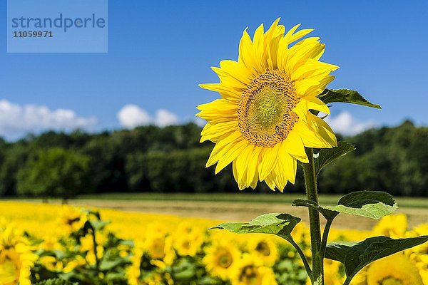 Blühende Sonnenblumen (Helianthus annuus) in einem Sonnenblumenfeld  Sachsen  Deutschland  Europa