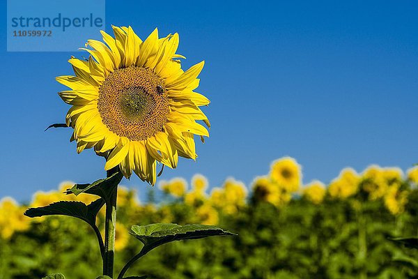 Blühende Sonnenblumen (Helianthus annuus) in einem Sonnenblumenfeld  Sachsen  Deutschland  Europa