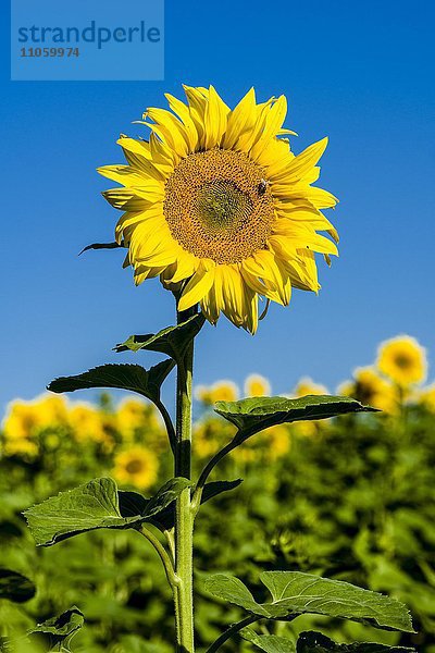 Blühende Sonnenblumen (Helianthus annuus) in einem Sonnenblumenfeld  Sachsen  Deutschland  Europa