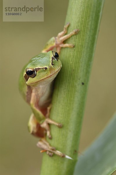 Ausgewachsener Mittelmeer-Laubfrosch (Hyla Meridionalis) auf Schilfhalm  Alentejo  Portugal  Europa