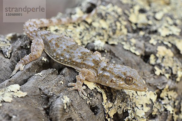 Ausgewachsener Mauergecko (Tarentola mauretanica) auf Totholz  Alentejo  Portugal  Europa