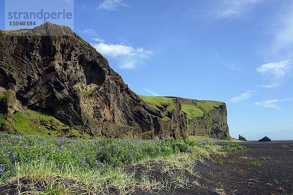 Lupinen (Lupinus) vor vulkanischen Bergen  Hjörleifshöfdi  Island  Europa