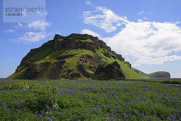 Lupinen (Lupinus) vor vulkanischen Bergen  Hjörleifshöfdi  Island  Europa