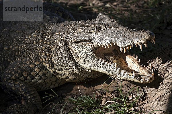 Krokodil (Crocodilia)  captive  Krokodilfarm bei Guama  Provinz Mantanzas  Kuba  Nordamerika
