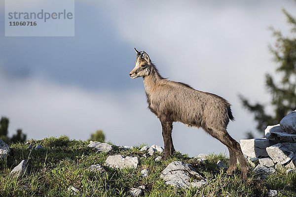 Gämse (Rupicapra rupicapra)  Kitz am Bergrücken  Gesäuse  Steiermark  Österreich  Europa