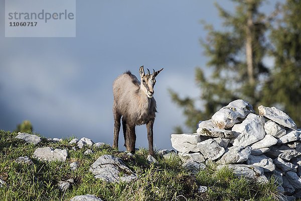 Gämse (Rupicapra rupicapra)  Kitz am Bergrücken  Gesäuse  Steiermark  Österreich  Europa