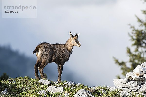 Gämse (Rupicapra rupicapra)  Kitz am Bergrücken  Gesäuse  Steiermark  Österreich  Europa