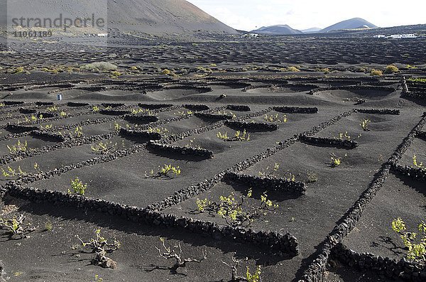 Weinreben wachsen in schwarzen vulkanischen Gruben  La Geria  Lanzarote  Kanarische Inseln  Spanien  Europa
