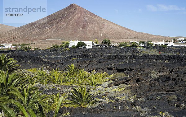 Vulkankegel und Lavaströme  Dorf Tahiche  Lanzarote  Kanarische Inseln  Spanien  Europa