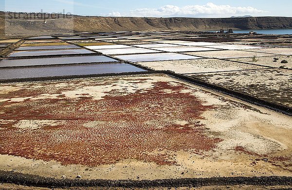 Meersalzproduktion  Saline  Salinas de Janubio  Lanzarote  Kanarische Inseln  Spanien  Europa