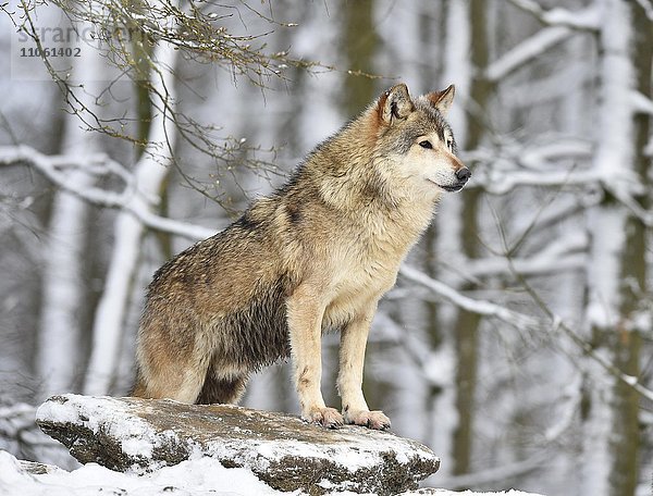 Männlicher Timberwolf  Kanadischer Wolf (Canis lupus lycaon) im Winter  hält Ausschau  Baden-Württemberg  Deutschland  Europa