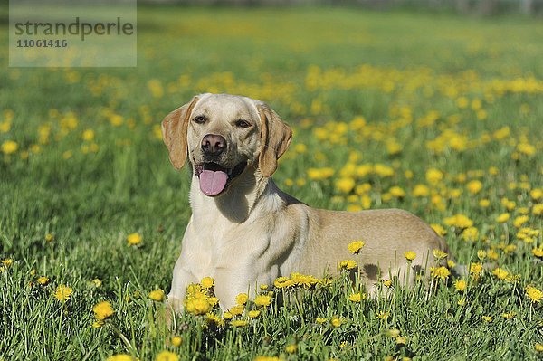 Labrador Retriever Hündin  gelb  sitzt in Löwenzahnwiese
