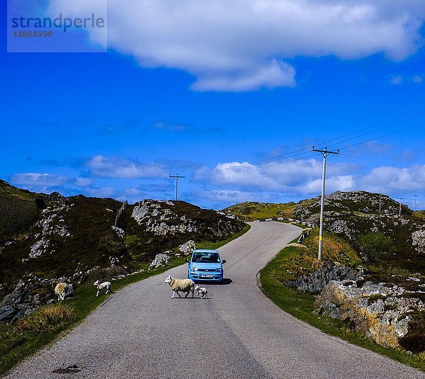 Auto wartet während Schaf mit Lamm die Straße überquert  Highland  Schottland  Vereinigtes Königreich