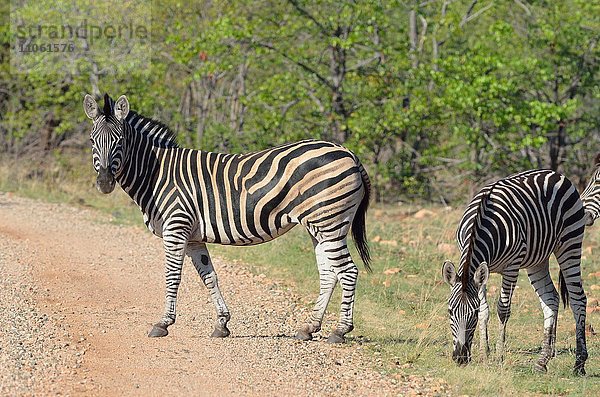 Steppenzebras (Equus quagga)  am Rande einer Schotterstraße stehend  Krüger-Nationalpark  Südafrika
