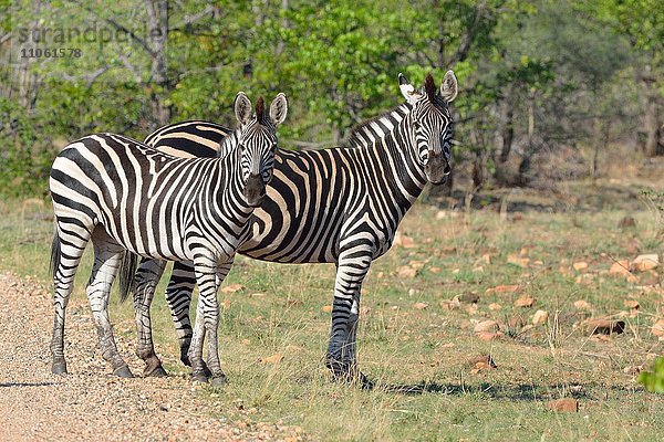 Steppenzebras (Equus Quagga)  am Rande einer Schotterstraße stehend  Krüger-Nationalpark  Südafrika