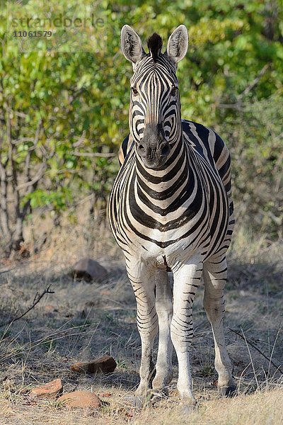 Steppenzebra (Equus Quagga)  Krüger-Nationalpark  Südafrika