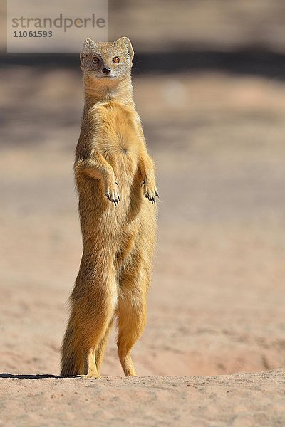 Fuchsmanguste (Cynictis penicillata)  adult  am Bau  wachsam  Kgalagadi-Transfrontier-Nationalpark  Provinz Nordkap  Südafrika