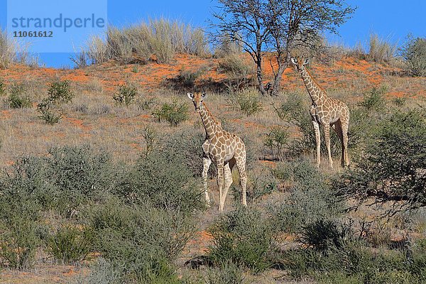 Giraffen (Giraffa camelopardalis)  zwei Jungtiere auf roter Sanddüne  Kgalagadi-Transfrontier-Nationalpark  Provinz Nordkap  Südafrika