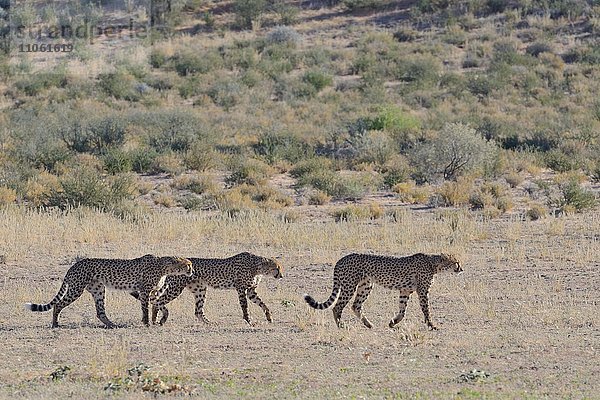 Geparden (Acinonyx jubatus)  laufen hintereinander her  auf trockenem Gras  Kgalagadi-Transfrontier-Nationalpark  Provinz Nordkap  Südafrika